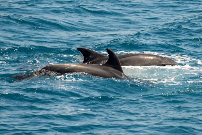 From the Port of Kos: Full Day Boat Cruise to 3 Islands - Frequently Asked Questions