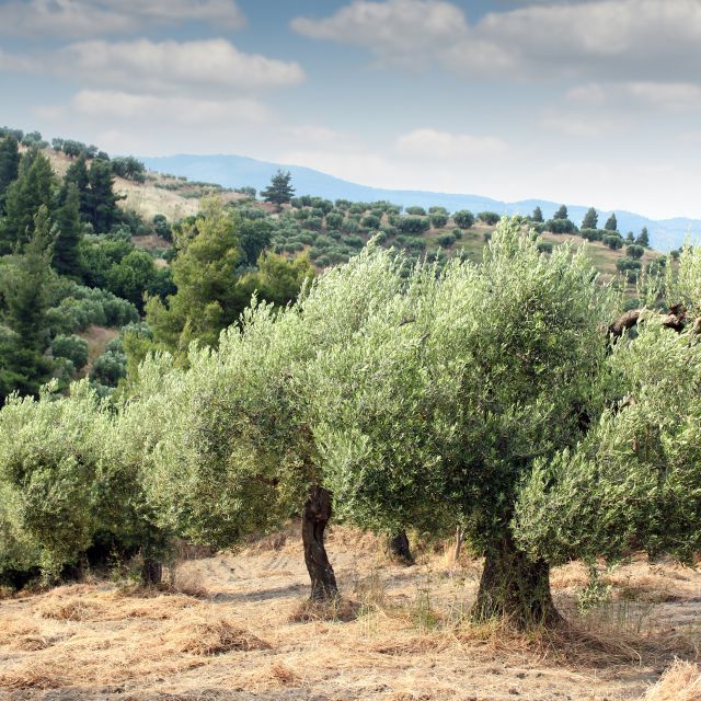 From Thessaloniki: Chalkidiki Hidden Gems Private Day Trip - Included in the Package