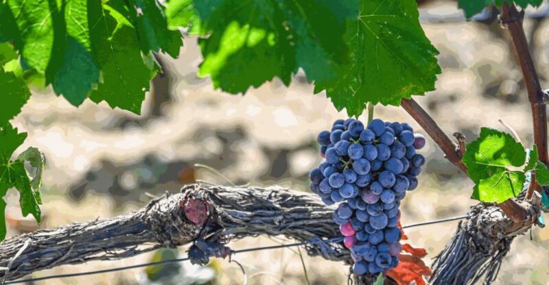 From Thessaloniki: Pella-Edessa Wine Tasting - Pella Highlights