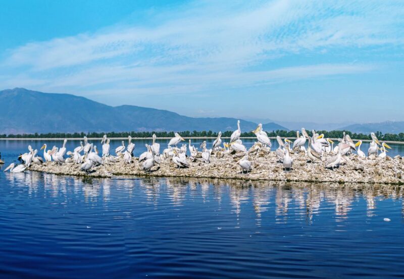 From Thessaloniki: Private Day Trip to Kerkini Lake - Bird Watching Opportunities