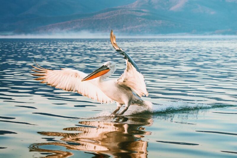 From Thessaloniki: Private Day Trip to Kerkini Lake - Buffalo Farm Visit