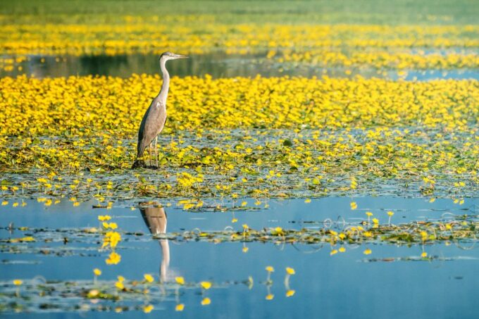 From Thessaloniki: Private Day Trip to Kerkini Lake - Optional Boat Ride