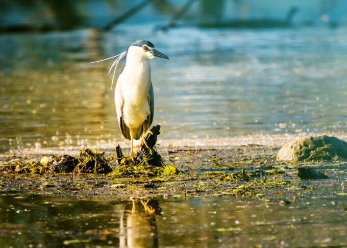 From Thessaloniki: Private Day Trip to Kerkini Lake - Frequently Asked Questions