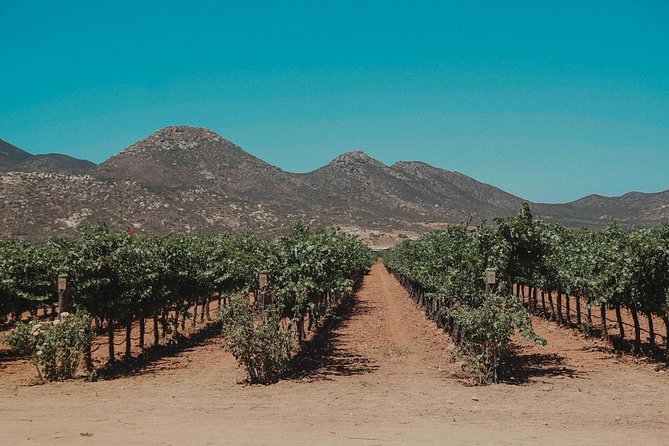 From Tijuana to Valle De Guadalupe Private Tour 6 Passengers - Sustainable Wineries