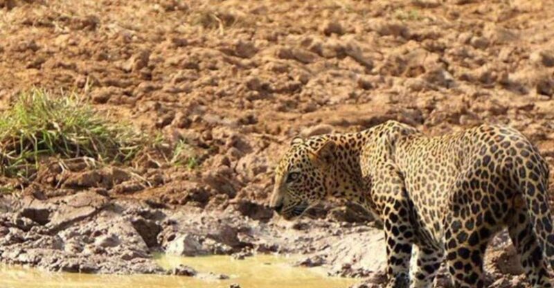 From Tissamaharama: Safari at Lunugamvehera National Park - Wildlife and Biodiversity