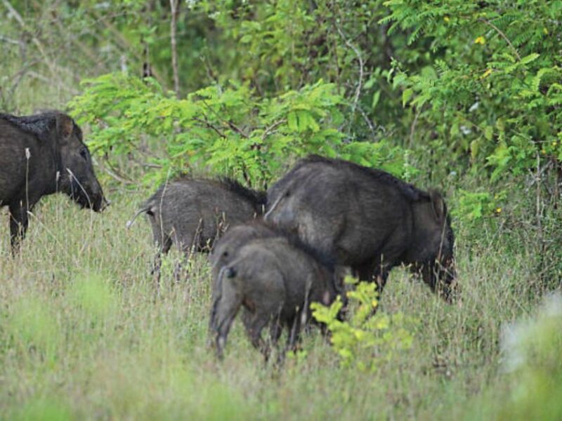 From Tissamaharama: Safari at Lunugamvehera National Park - Elephants in Their Habitat
