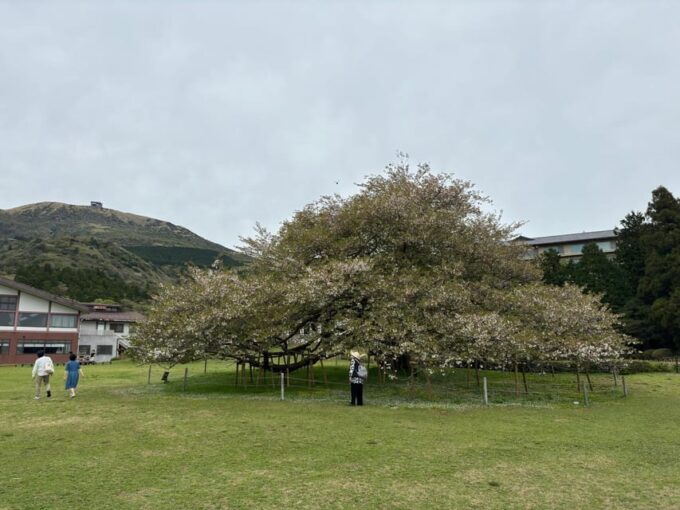 From Tokyo: 3 Day Private Tour (Mt.fuji, Nikko, Hakone) - Frequently Asked Questions