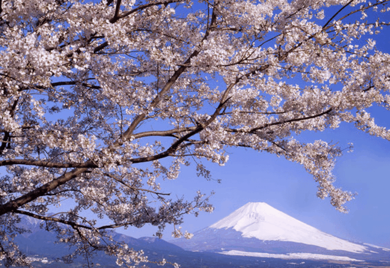From Tokyo Custom Mt.Fuji Tour With the Private Van - Activities at the Destinations