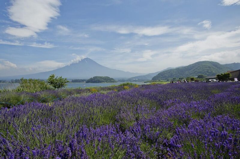 From Tokyo: Gotemba Premium Outlets & Lake Kawaguchi Tour - Important Information for Participants