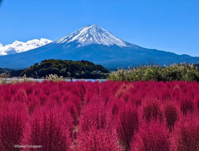 From Tokyo: Gotemba Premium Outlets & Lake Kawaguchi Tour - Discovering Lake Kawaguchi