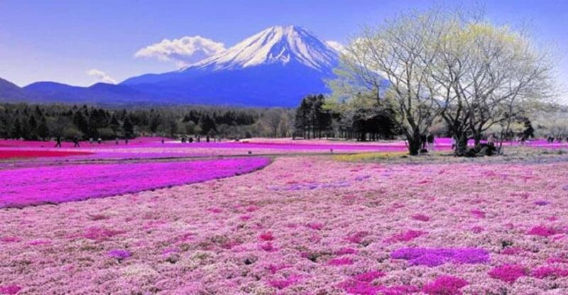From Tokyo: Guided Day Trip to Kawaguchi Lake and Mt. Fuji - Itinerary Highlights