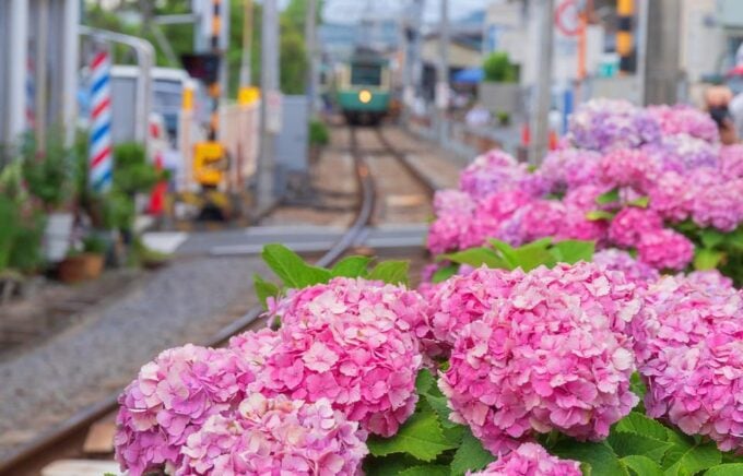 From Tokyo: Kamakura Buddha, Enoshima Shrine, Enoden Day Trip - Frequently Asked Questions