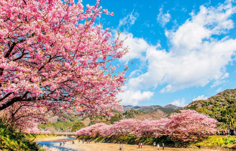 From Tokyo: Kawazu Sakura, Strawberry & Hot Spring Day Tour - Strawberry Picking