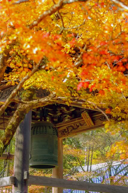 From Tokyo: Kawazu Sakura, Strawberry & Hot Spring Day Tour - Kawazu Sakura Festival
