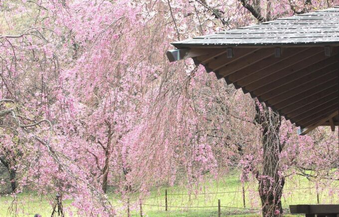 From Tokyo: Kawazu Sakura, Strawberry & Hot Spring Day Tour - Kado-zaka Suspension Bridge