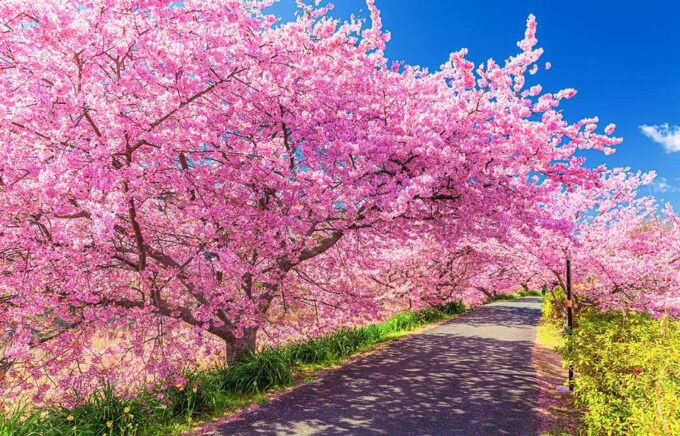 From Tokyo: Kawazu Sakura, Strawberry & Hot Spring Day Tour - Frequently Asked Questions
