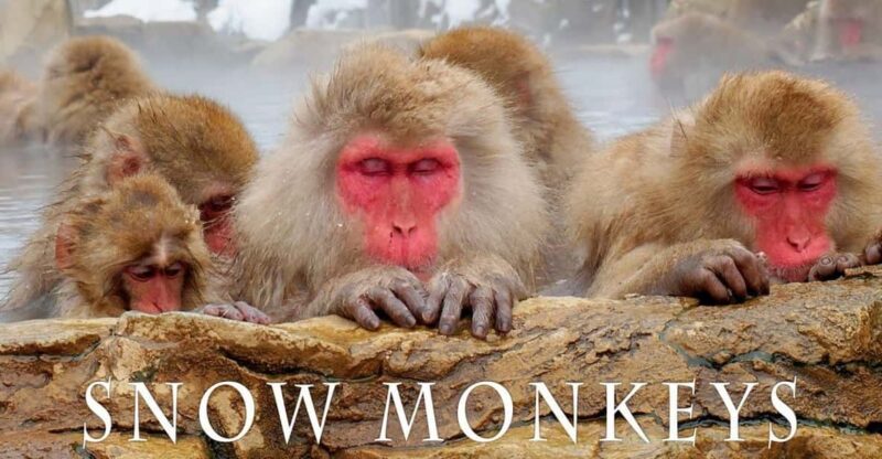 From Tokyo Memorable Snow Monkey Park & Zenkoji Temple Tour. - Key Points