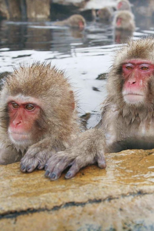 From Tokyo Memorable Snow Monkey Park & Zenkoji Temple Tour. - Tour Inclusions