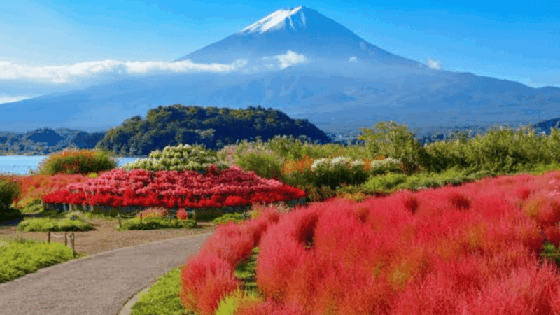 From Tokyo: Mount Fuji And Hakone Private Full Day Trip - Customer Experience and Reviews