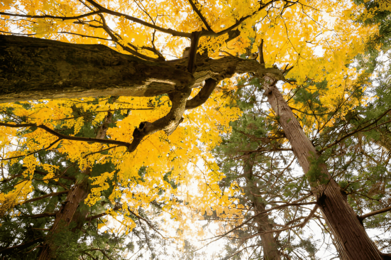 From Tokyo: Mount Fuji or Hakone Customized Day Trip - Tour Inclusions