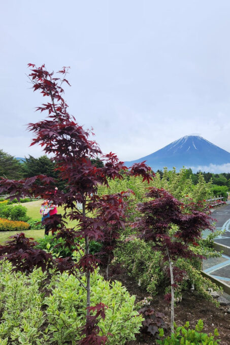 From Tokyo: Mount Fuji Private Tour English Speaking Driver - FAQ
