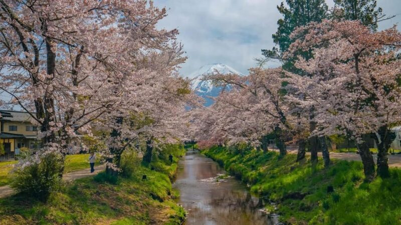 From Tokyo: Mount Fuji Private Tour With a Driver/Guide - Transportation and Accessibility