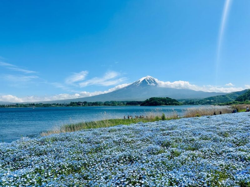 From Tokyo: Mt.Fuji & Gotemba Outlets Private Day Trip - Transportation and Inclusions