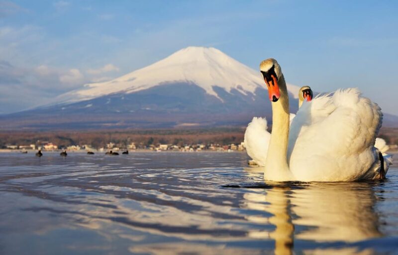 From Tokyo: Mt.Fuji, Lake Kawaguchi and Yamanaka Day Tour - Starting Locations