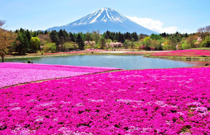 From Tokyo: Mt.Fuji, Lake Kawaguchi and Yamanaka Day Tour - Frequently Asked Questions