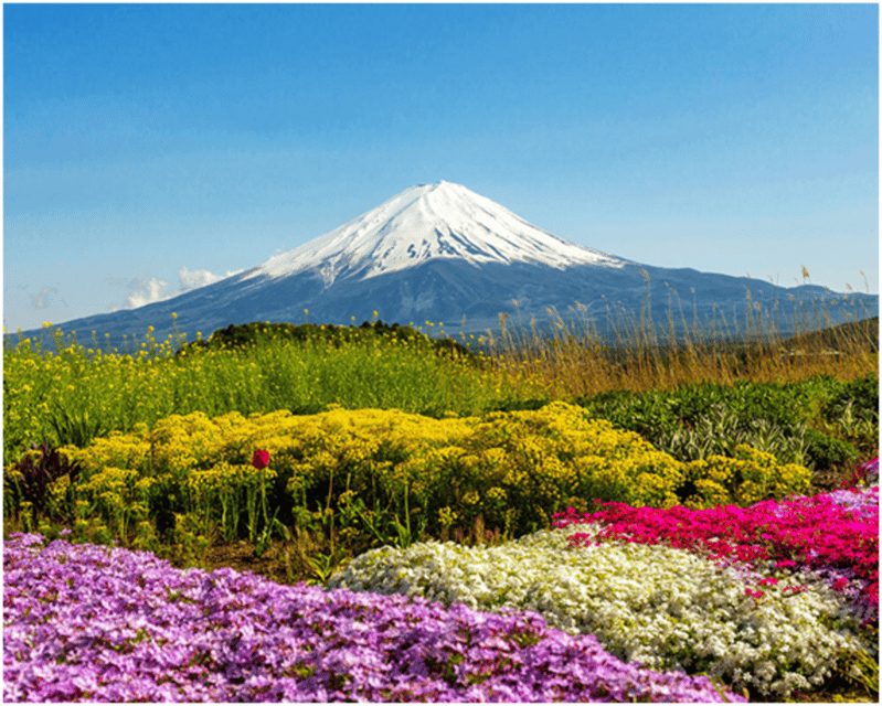 From Tokyo: Mt.Fuji, Lake Kawaguchi, Oshino Hakkai Day Tour - Important Information and Customer Feedback