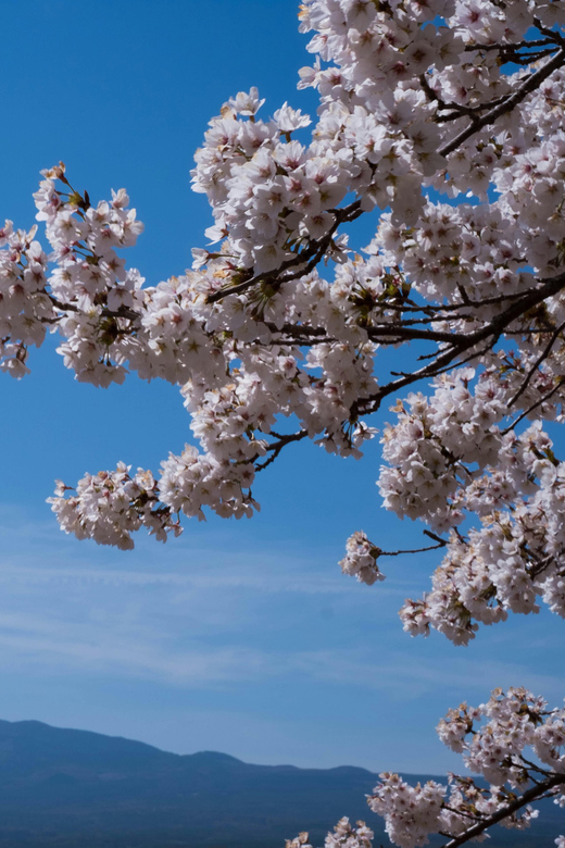 From Tokyo: Mt. Fuji, Lakes & Pagoda With Oshino Hakkai Tour - Lake Kawaguchi
