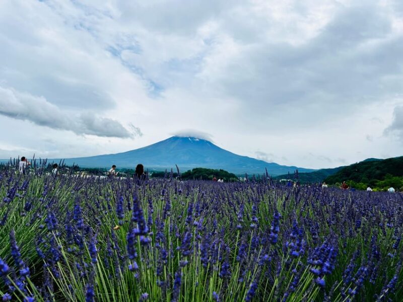 From Tokyo: Mt. Fuji or Hakone Sightseeing Private Day Tour - Hakones Serene Haven