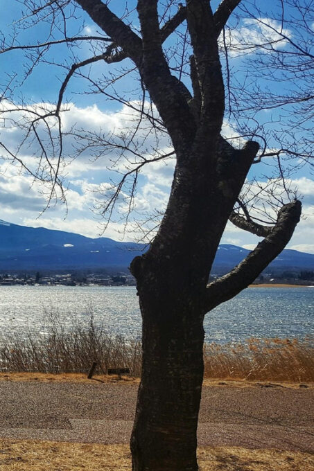 From Tokyo: Mt. Fuji or Hakone Sightseeing Private Day Tour - Frequently Asked Questions