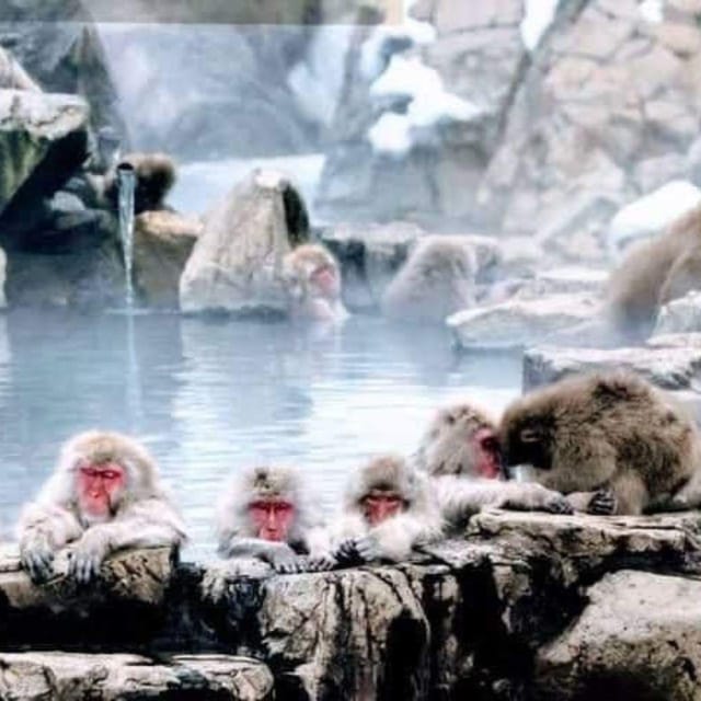 From Tokyo/Nagano: Luxury Snow Monkey Private Full-Day Tour - Itinerary Highlights