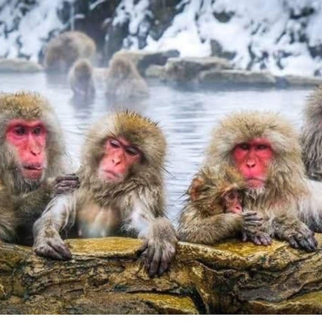 From Tokyo/Nagano: Luxury Snow Monkey Private Full-Day Tour - Transportation and Accessibility