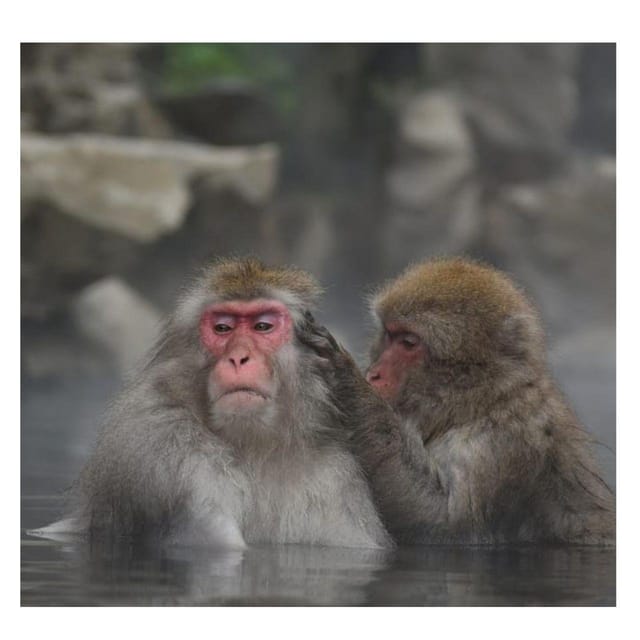 From Tokyo/Nagano: Luxury Snow Monkey Private Full-Day Tour - Important Information