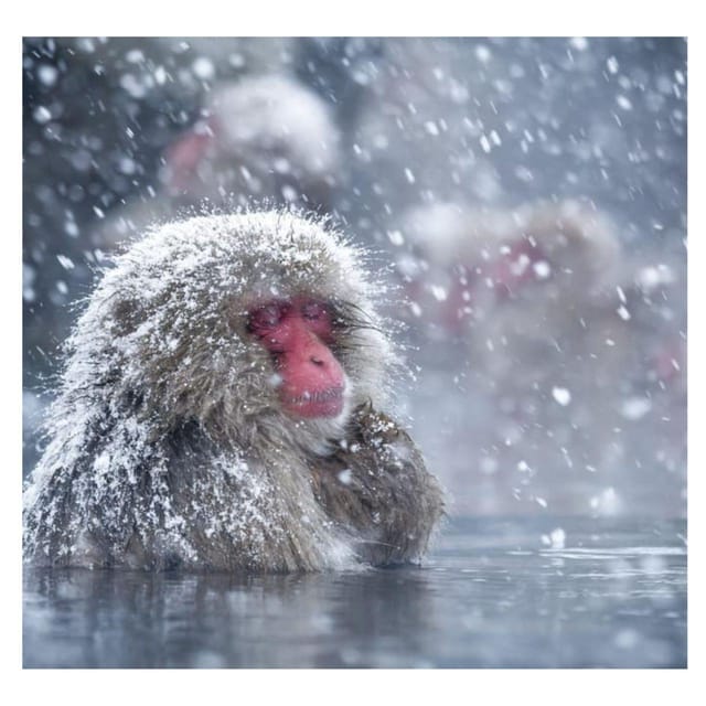 From Tokyo/Nagano: Luxury Snow Monkey Private Full-Day Tour - Exploring Zenko-ji Temple