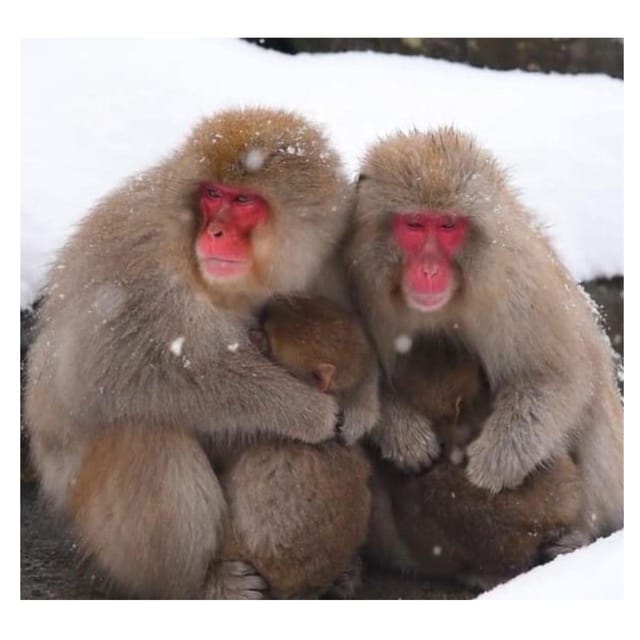 From Tokyo/Nagano: Luxury Snow Monkey Private Full-Day Tour - FAQ