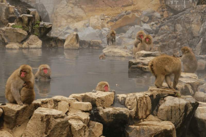 From Tokyo: Nagano, Monkeys, Zenkoji Temple Private Day Trip - Key Points