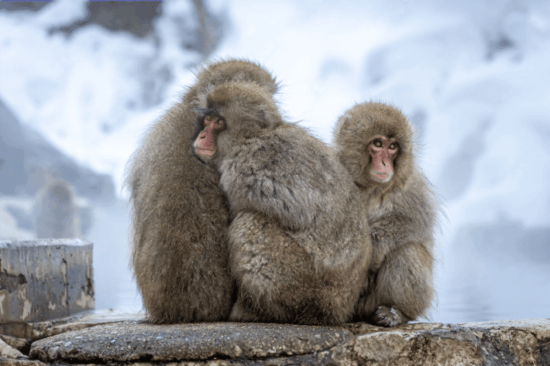 From Tokyo: Nagano, Monkeys, Zenkoji Temple Private Day Trip - Itinerary Highlights