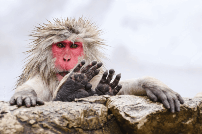 From Tokyo: Nagano, Monkeys, Zenkoji Temple Private Day Trip - Transportation and Accessibility