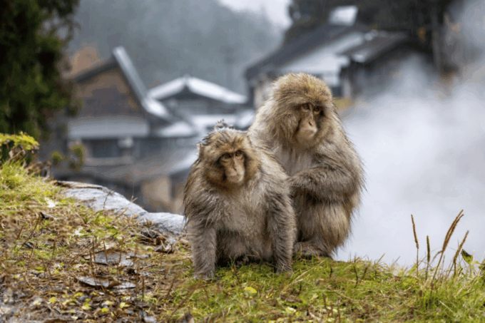 From Tokyo: Nagano, Monkeys, Zenkoji Temple Private Day Trip - Exploring Jigokudani Snow Monkey Park