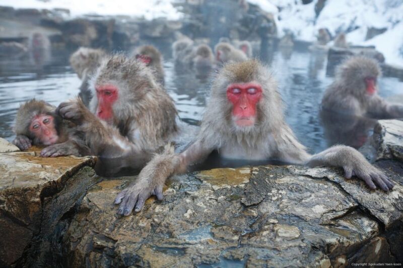 From Tokyo: Nagano Private Full Day Trip - Jigokudani Snow Monkey Park