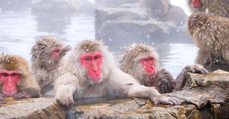 From Tokyo/Nagano : Private Snow Monkeys Park Full Day Trip - Transportation and Accessibility