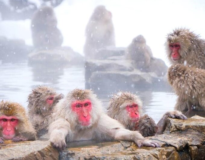 From Tokyo/Nagano : Private Snow Monkeys Park Full Day Trip - FAQ