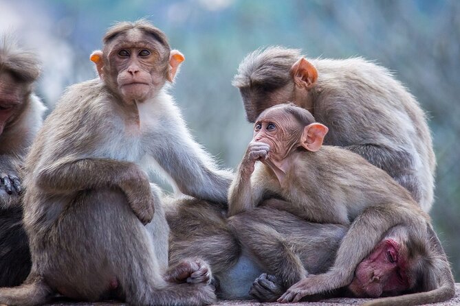 From Tokyo: Nagano Snow Monkey Park Private Tour - Key Points