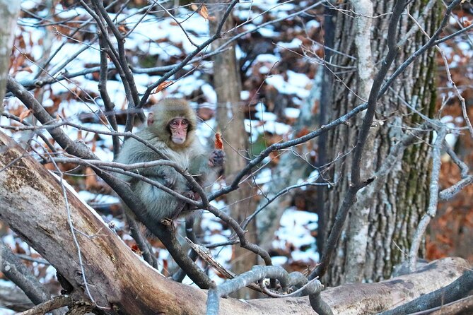 From Tokyo: Nagano Snow Monkey Park Private Tour - Itinerary and Customization