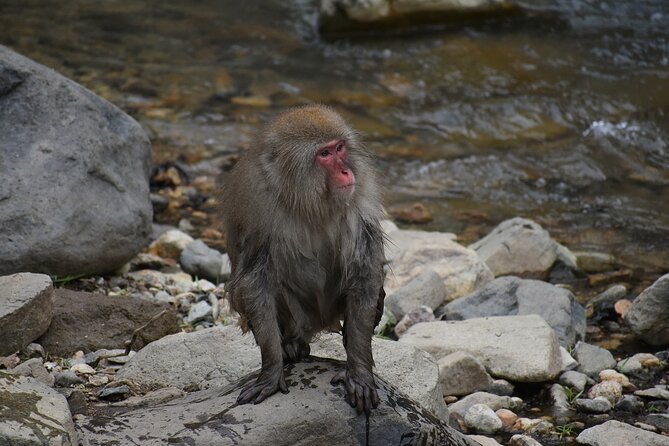 From Tokyo: Nagano Snow Monkey Park Private Tour - Included Services and Amenities