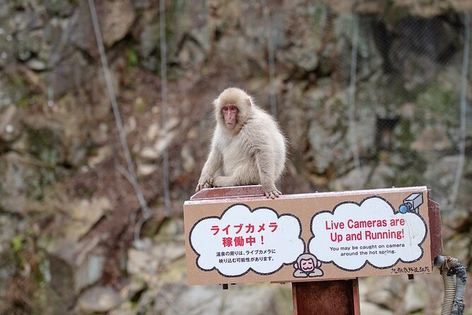 From Tokyo: Nagano Snow Monkey Park Private Tour - Visitor Feedback and Improvements