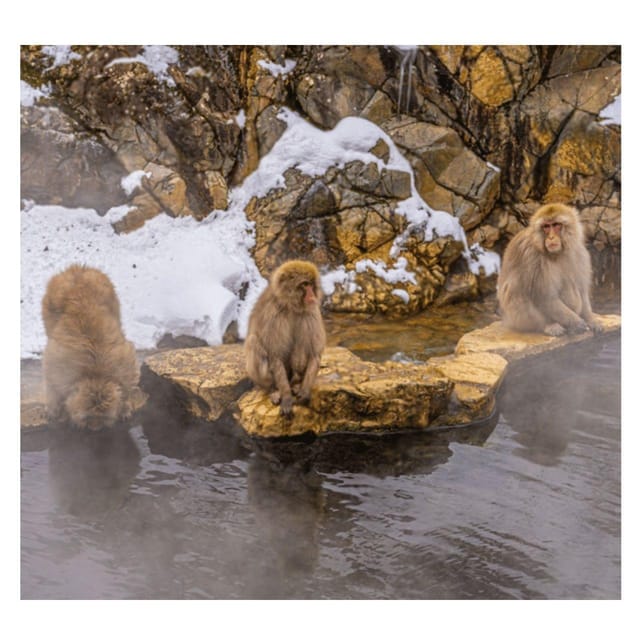 From Tokyo & Nagano: Snow Monkey Park Private Tour In Prado - Itinerary Highlights